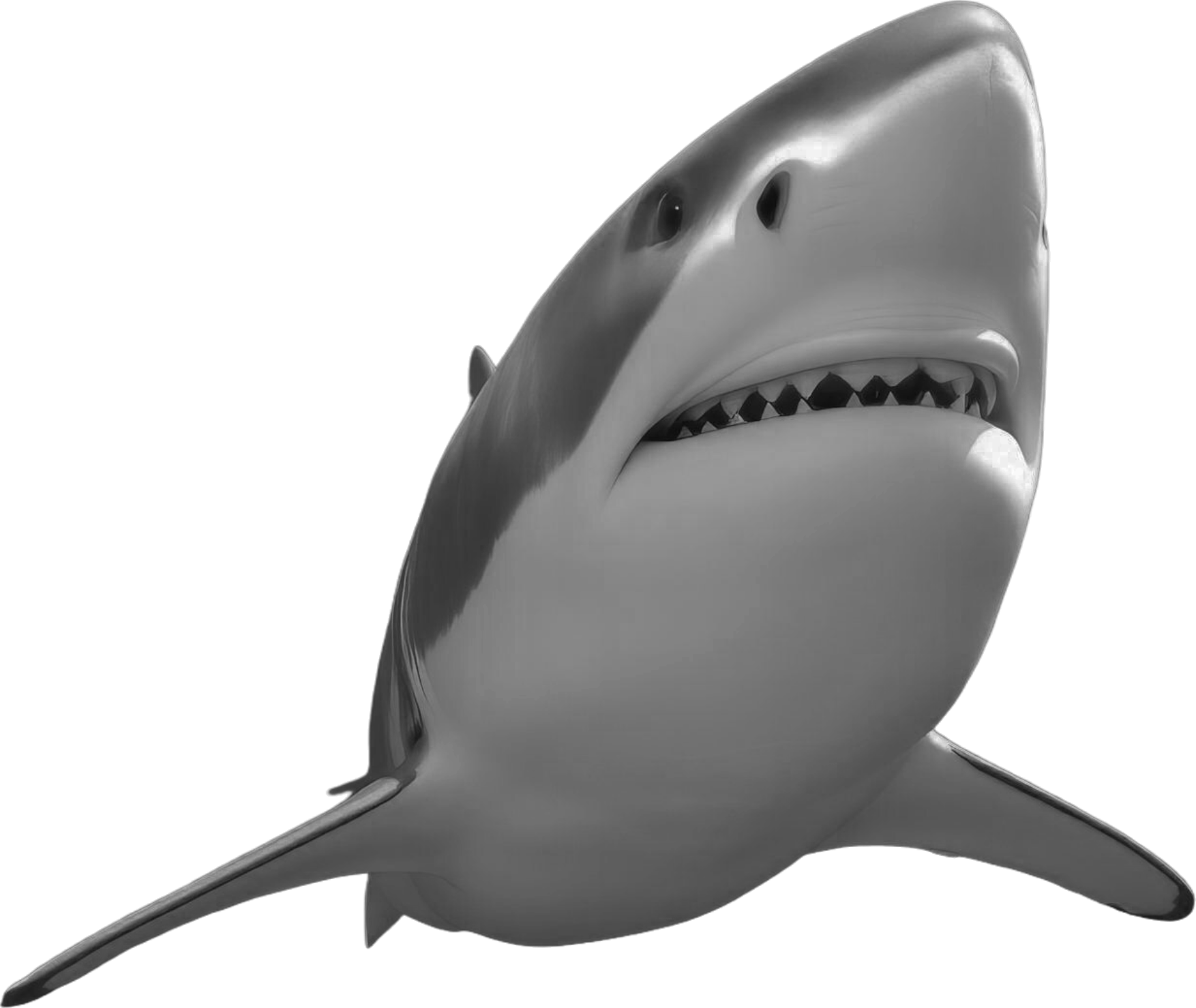 shark mentality front