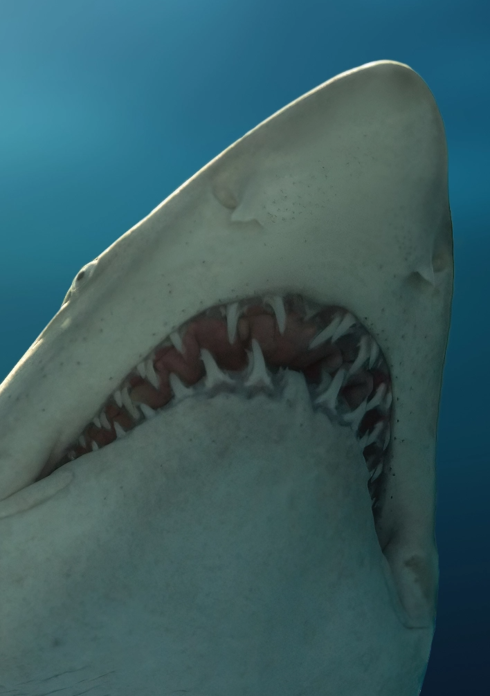 tiburon trayectoría